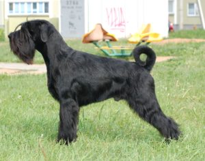 Le Schnauzer géant