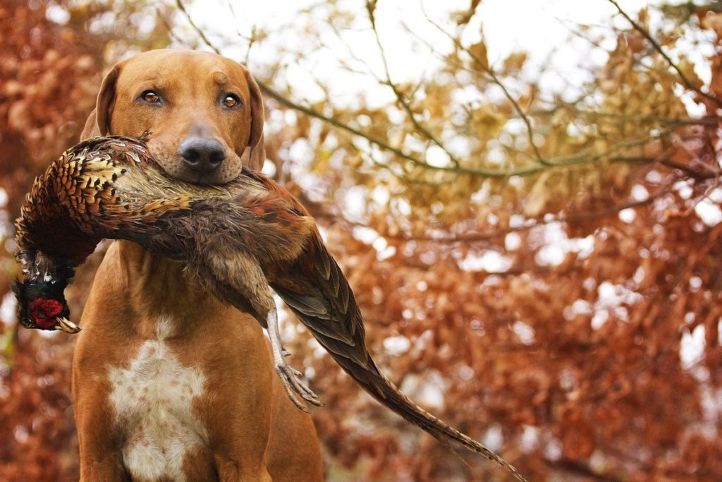 petit chien de chasse polyvalent